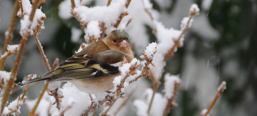 Oiseau coloré posé sur des branches couvertes de neige, plumage marron, blanc et jaune, ambiance hivernale et paisible, photographie naturelle d'oiseaux en période froide.